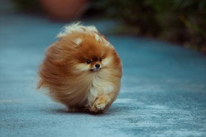 もう胸キュンが止まらない！ボールのように丸いポメラニアンが可愛すぎると話題に！