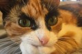 キリッ!ぶっとい眉毛の三毛猫リリーは1歳の女の子なんです