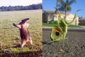 あれ、全然恐くないぞ！？威嚇ポーズが可愛すぎる動物たち【7選】