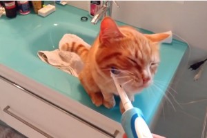 「あぁ、そこそこ～」電動歯ブラシで戯れるニャンコの動きがまるでひげを剃るおじさんのようだ
