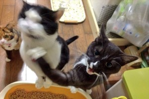 いきなりどうした！？ご飯直前に強烈なアッパーをぶちかますニャンコが話題に！