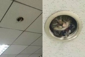 ん、最新の監視カメラ…？思わず吹き出してしまうニャンコたちの謎の行動【8選】