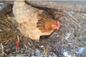 そこには動物の種を超えた愛が…！ニワトリが大切そうにお腹の下で温めていたものにほっこり