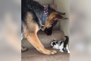 「よくがんばったね～！」階段をのぼる子猫をそばで手伝うワンコに胸キュンが止まらない！