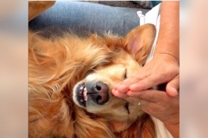 あぁ～超気持ちいい～！顔面マッサージで完全に力が抜けるゴールデンレトリバーが可愛すぎ！