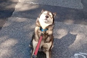 「...（無言）」なんとも言えない表情で断固拒否！動くことを諦めちゃったワンコたち【10選】