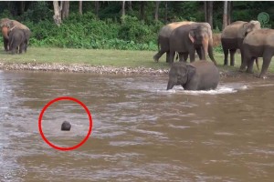 「大切な人を助けなきゃ…！」川にいるトレーナーを助けに歩き続けるゾウにほっこり