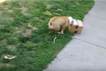 「早く!その箱開けて!」凄まじい勢いで破壊するブルドッグのリリーちゃん、その中身は