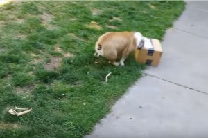 「早く！その箱開けて！」凄まじい勢いで破壊するブルドッグのリリーちゃん、その中身は