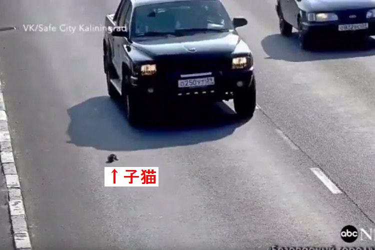 危ないっ…!高速道路で動けなくなってしまった子猫、そこへ一台の車が…