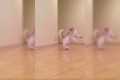 ホワッツマイケルか…!(笑)Twitterで見つけたヘンテコな動きをするニャンコたち【動画】