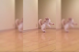ホワッツマイケルか…！(笑)Twitterで見つけたヘンテコな動きをするニャンコたち【動画】