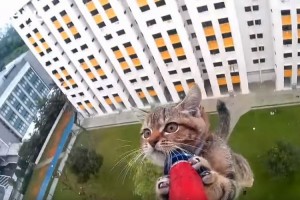 緊迫の瞬間…！12階の窓から落ちた猫の救出劇に心臓が止まりそう