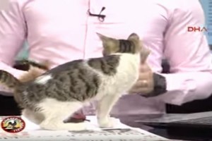 お呼びかニャ？生放送中に超マイペースなニャンコが乱入…！