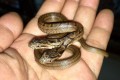 【超貴重】産まれる確率は天文学的数字!?野生の双頭蛇が発見されて話題に!