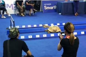 もしもしカメよ、カメさんよ～♪あのイソップ物語「ウサギとカメ」が現実でも起こったと世界中で話題に！