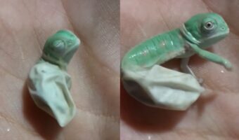 孵化したカメレオン、生まれて初めて体色を変化する瞬間をとらえた貴重な映像