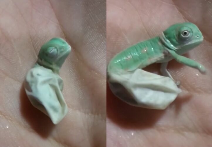 孵化したカメレオン、生まれて初めて体色を変化する瞬間をとらえた貴重な映像
