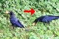 卵をくわえたカラスに「待って!」と声を掛けたら…やっぱりカラスは賢かった!