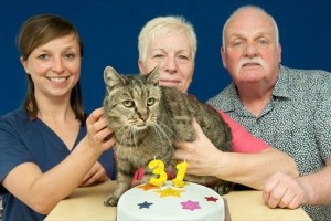 世界最高齢の猫 ナツメグさんが31歳になる! 家族の愛に包まれ、まだまだ元気いっぱい!