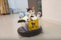 【動画】ルンバに乗ってご満悦のニャンコ社長♪ルンバはタクシーの代わりかよ!