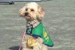 殺処分寸前で保護されたアンズちゃん 警察犬として活躍&子供達に勇気与える存在に!