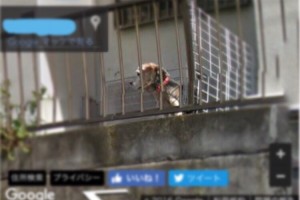 いつもこうして家族の帰りを待っていた…亡き愛犬と思わぬ所で再会した話に涙があふれる