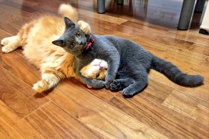 ドヤ顔のカメラ目線でプロレス技を決めるニャンコが話題! やられっぷりも見事!?