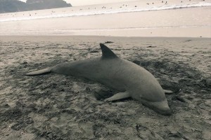 永遠に美しい海でありますように…メッセージの込められたサンドアートのイルカ