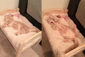 IKEAの“お人形さん用ベッド"を猫のために買ってあげたら、こうなった♪