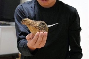 「命って奇跡なんだね」中学生がスーパーで購入したウズラの卵を電気行火で孵化に成功!