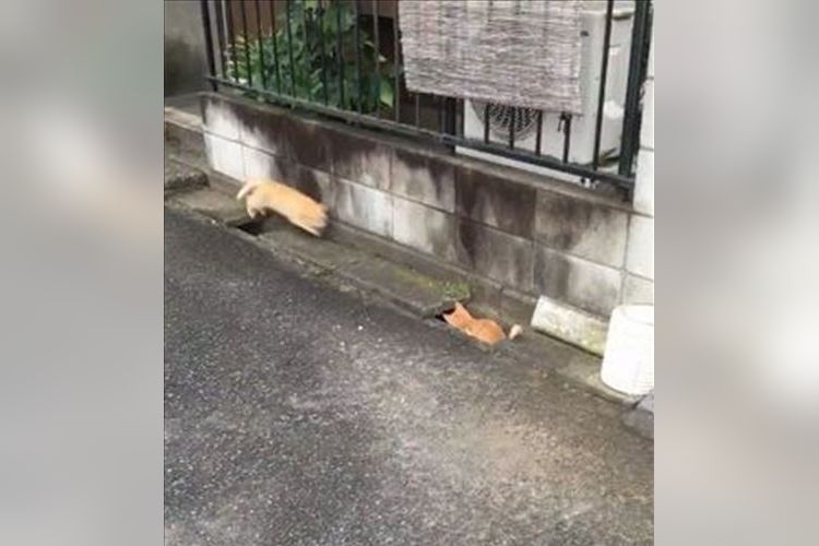 めっちゃ可愛すぎる~!ニャンコ同士がジャレ合う動画に癒される人、続出中!