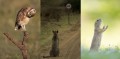動物たちの笑える写真大賞2016がツワモノ揃いで面白すぎる