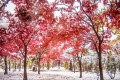 “紅葉と雪”が織りなす奇跡のコラボレーションが美しい! 新雪の上に散った葉も素敵