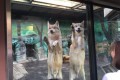 もはやワンコ。天王寺動物園のオオカミが愛嬌ありすぎてかわいい