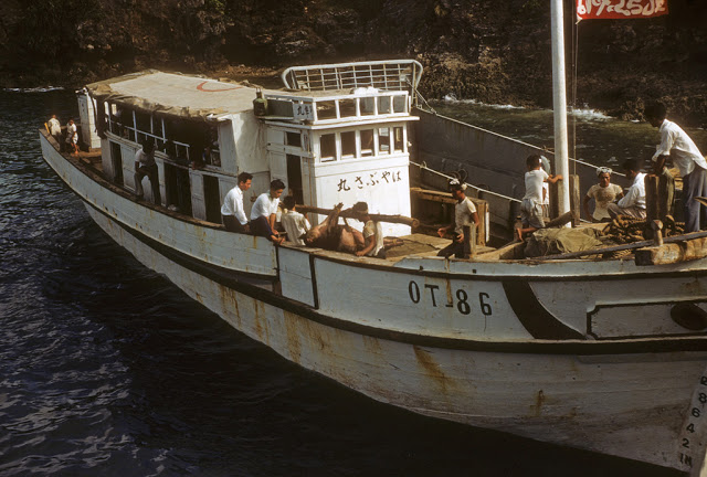 Pig going to Market, Kumejima, Okinawa