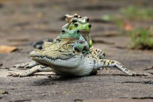 チューチュートレイン！？ワニとカエルの仲良さげな姿に思わずニヤける