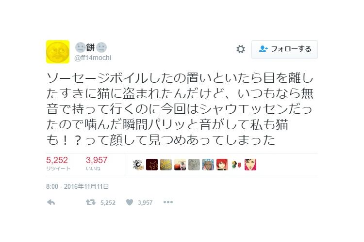 ヤバイ、目が合っちゃった!飼い主に目撃されてしまったニャンコのイタズラ【8選】