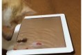 猫様がiPadでお遊びに。水面がリアル過ぎてペロペロしちゃった