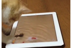 猫様がiPadでお遊びに。水面がリアル過ぎてペロペロしちゃった