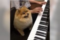 なにこの可愛さ!飼い主の隣で鍵盤を楽しそうに弾くポメラニアンに胸がキュンキュン!