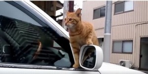 いいところ見せようとしてズリ落ちたネコ、その誤魔化し方がなんともかわいい