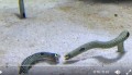 会心の一撃!あんなにかわいいチンアナゴの喧嘩シーンに驚愕