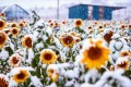 奇跡のコラボ…季節外れのひまわりに雪が降り積もる光景が幻想的