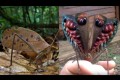 枯れ葉かと思ったら孔雀のような羽をブワッと広げる! “クジャクキリギリス”が話題に!