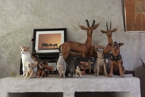 完成度高し! この中で“一匹だけ置物になりきっている”生物がいます！どれかわかるかな？