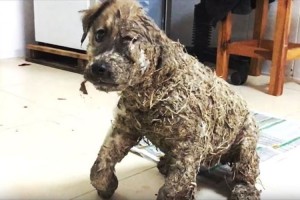 ノリで全身の毛を固められてしまった子犬。獣医師たちの治療により回復するも…。