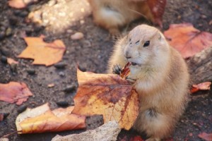 “降ってくる落ち葉を無心に食べるプレーリードッグ”が可愛らしいと話題に♪
