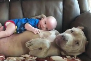なんだかとっても気持ちよさそう♪ピットブルの厚い胸板で甘える赤ちゃん