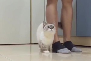 何これ!? 超絶カワイイ! 飼い主が歩けば一緒に歩き、止まれば一緒に止まるニャンコ